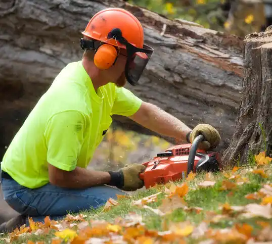 tree services Higbee